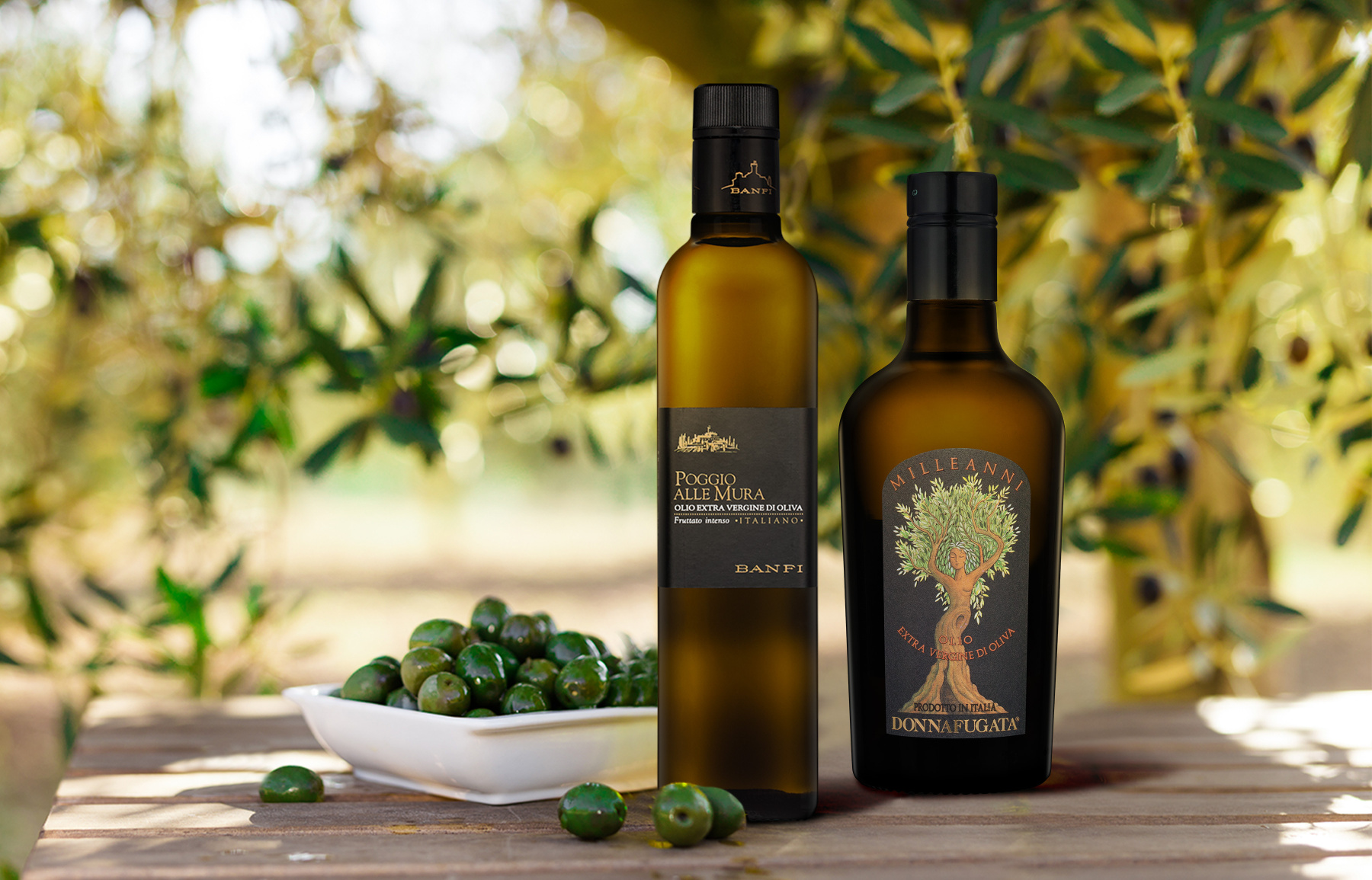 Сорта оливкового масла. Сорта оливок. Regaleali.