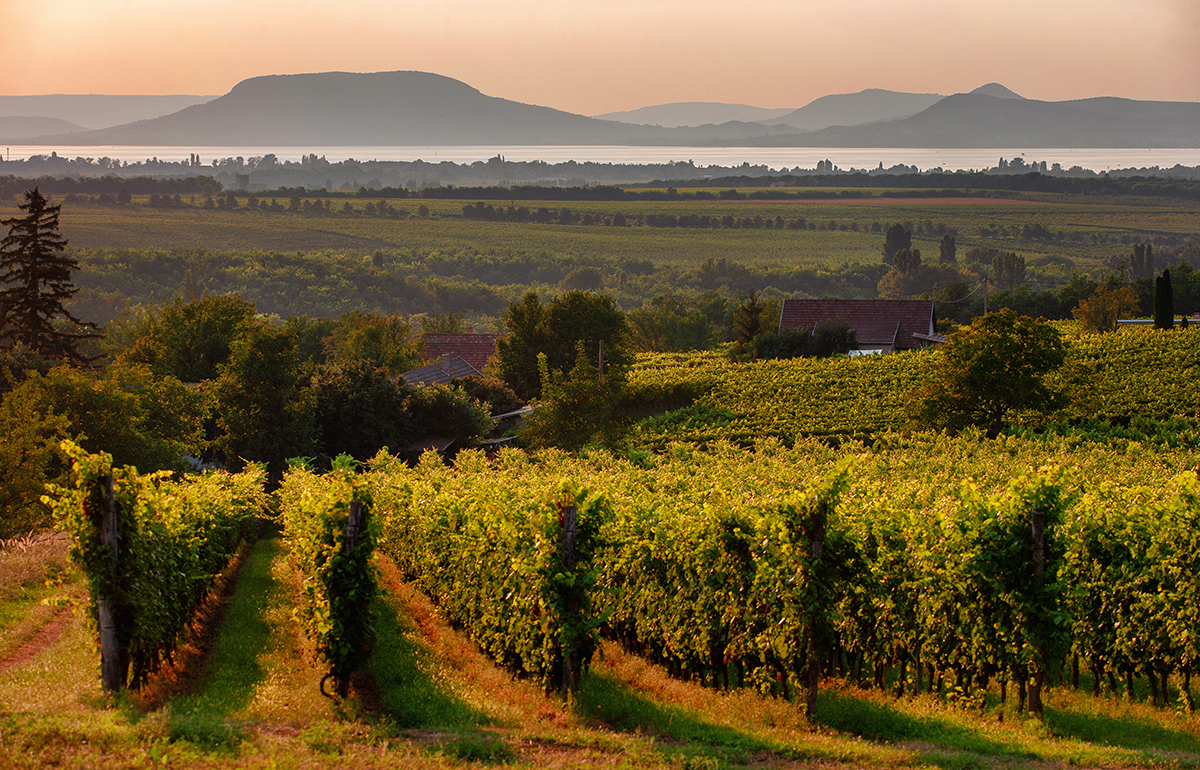 Вина Венгрии: классификация, лучшие сорта винограда и вина