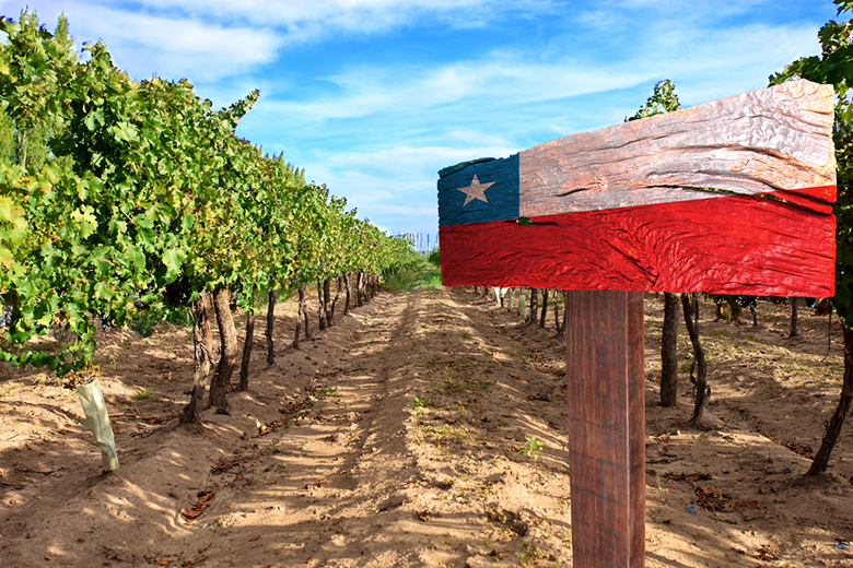 🍷Вина Чили: первое знакомство c чилийским виноделием, отзывы и рекомендации
