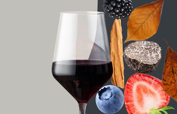 5 вин для начинающих: пино нуар