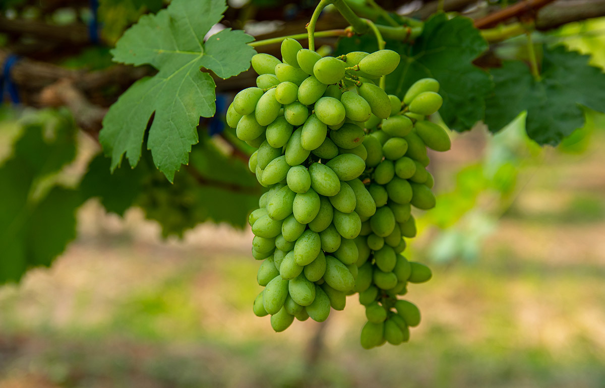 Семильон: описание сорта винограда, характеристики