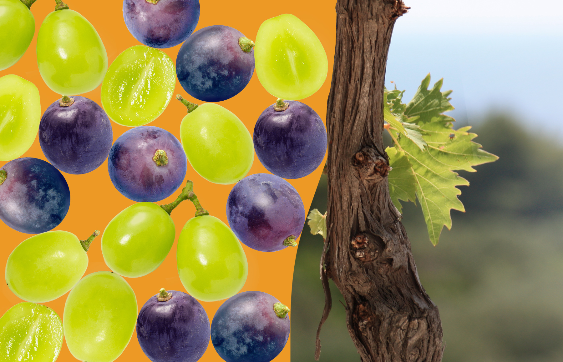 Что такое автохтоны: разбираем сорта винограда