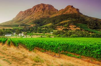 Южный темперамент: вина ЮАР