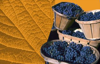 Сбор урожая на винодельнях: когда, где посмотреть и как поучаствовать