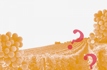 Вопрос – ответ №93. Подскажите, какие вина сочетаются с холодными летними супами?