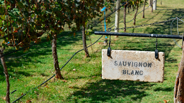 Le Grand Noir Sauvignon Blanc Les Celliers Jean d Alibert