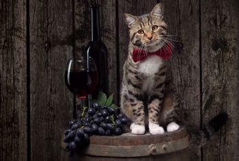 Как звали бы вашу кошку на языке вина?