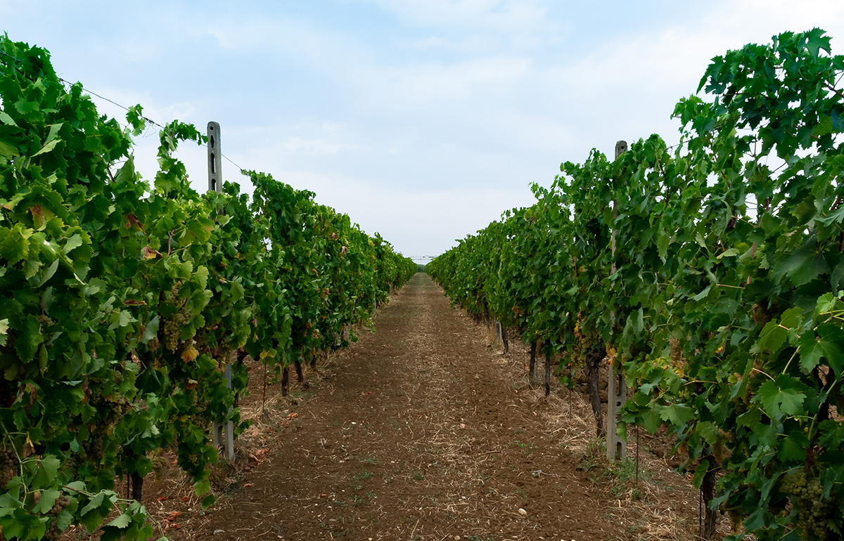 Треббьяно: сорт винограда из Италии