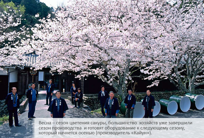 Весна – сезон цветения сакуры, большинство хозяйств уже завершили сезон производства и готовят оборудование к следующему сезону, который начнется осенью (производитель «Кайун»).