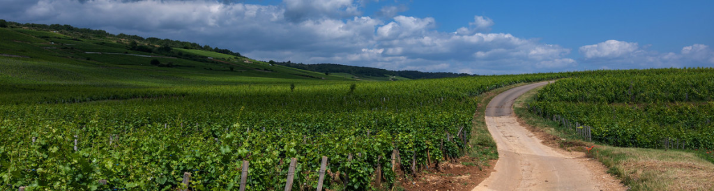 Domaine Thierry et Pascale Matrot