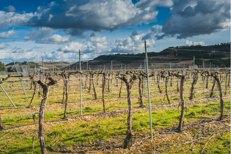 Виноградники темпранильо в Рибера дель Дуэро
