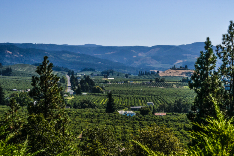 Виноградники в Орегоне