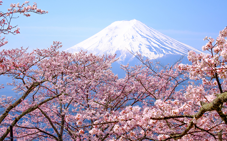 Цветущая сакура в Японии