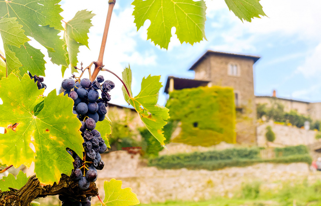 Санджовезе: описание красного сорта винограда, характеристики, вкус вина
