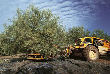 Olive oil-9.jpg