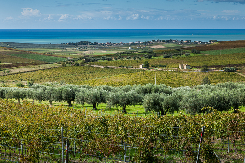 Виноградники Сицилии