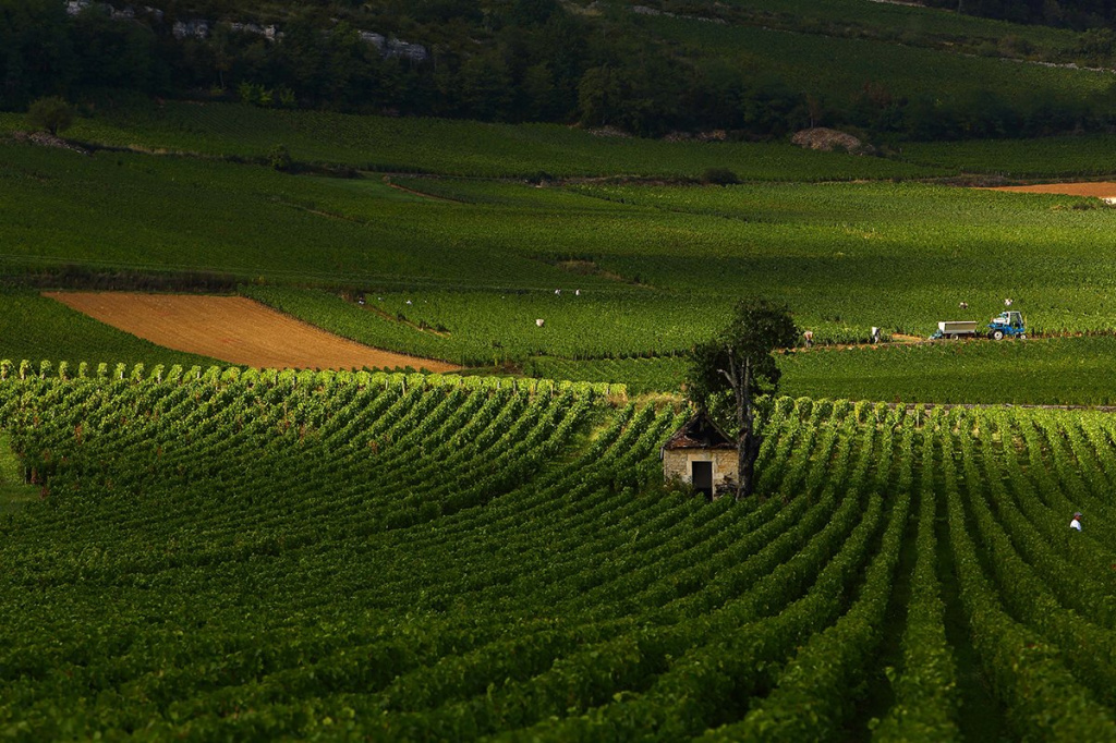 Domaine Bachelet-Monnot