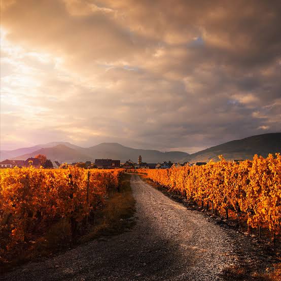 Domaine Trapet Père et Fils, Alsace