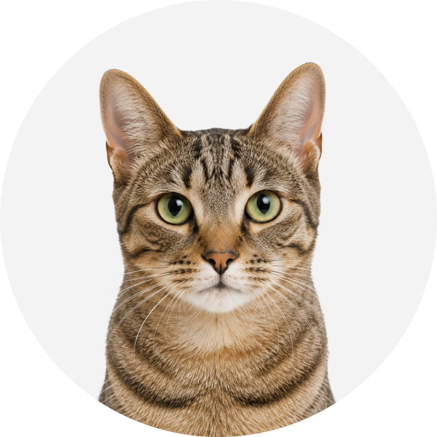 Кот