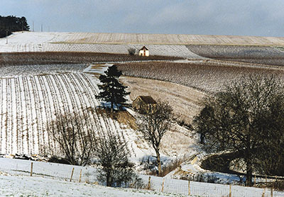 Виноградники в снегу