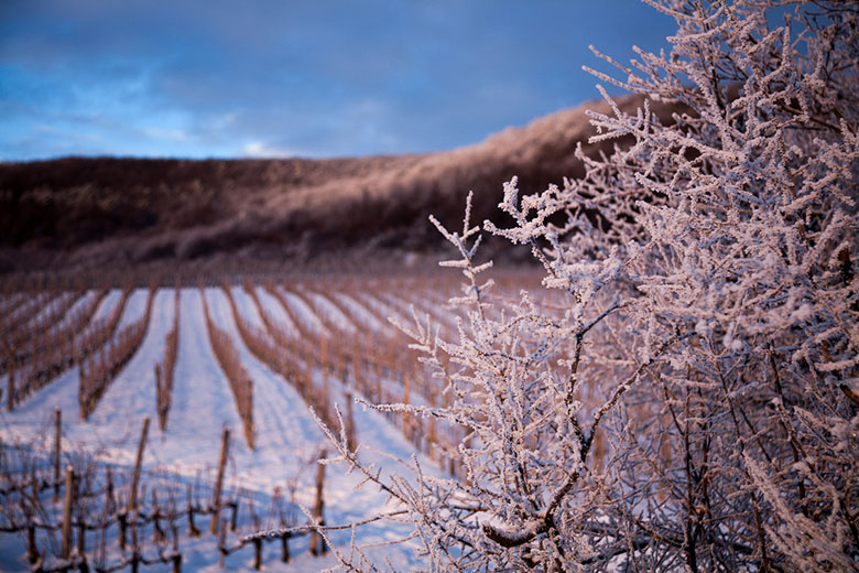 Виноградники Oremus зимой